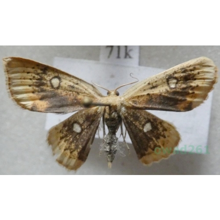 Cyclophora albiocellaria (Hübner, 1789) Świerzbik białooczek ex. ovo Poland71k